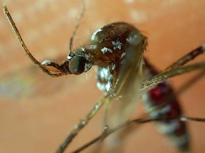 Descarta Salud defunciones por dengue en el estado de Puebla