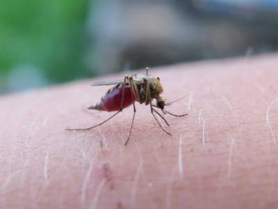 Descarta Salud contagios por dengue en las últimas 24 horas