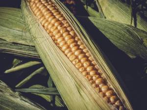 Fuertes lluvias en la Sierra Nororiental dejan daños en más de 300 hectáreas de maíz