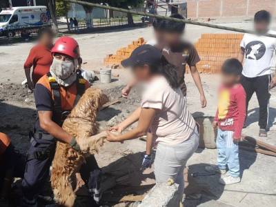 Tras caer 8 metros en un pozo, bomberos de San Andrés Cholula rescatan a dos canes