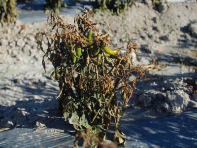 Ocasiona helada afectaciones en 520 hectáreas de cultivos: SDR