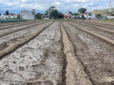 Hortalizas sufren afectaciones ante helada negra en San Pedro Cholula