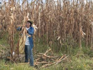 El maíz conquista el ecommerce: emprendedores digitalizan la venta de tortillas