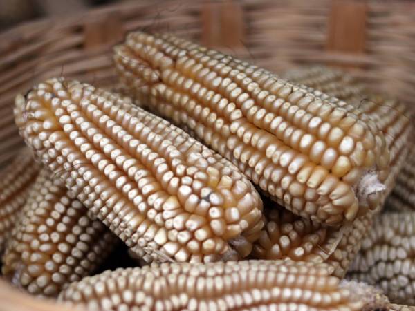 Garantizado abasto de maíz blanco en Puebla: SDR