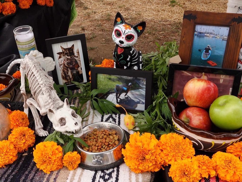 Día de Muertos: una oportunidad para recordar a las mascotas que ya no están con nosotros