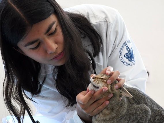 Hospital Veterinario para Pequeñas Especies de la BUAP, semillero de egresados con experiencia y conocimientos especializados en la atención de mascotas