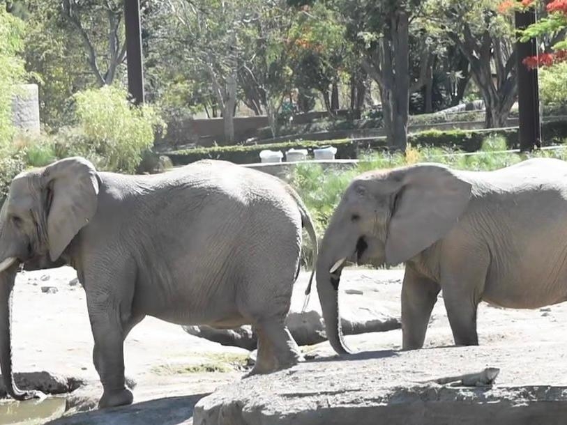 Tras asegurar a la elefanta Annie, Profepa  revisa instalaciones de zoológicos para garantizar su mejor destino
