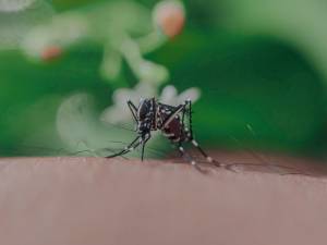 Reporta Salud tres personas hospitalizadas por dengue