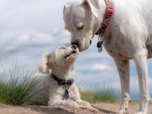 Anuncia Salud reforzamiento de vacunación antirrábica para perros y gatos