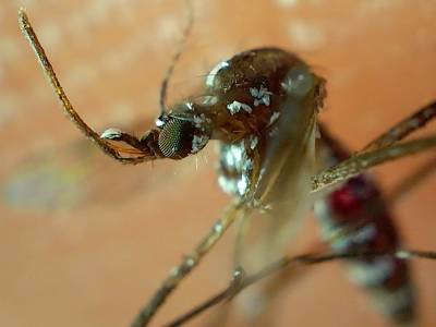 Concentran cinco municipios el 57.3% de casos de dengue en el estado: Salud