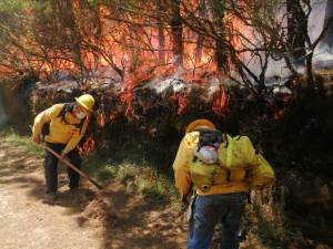 Incendios forestales en Puebla han sido provocados para robar y hasta con fines comerciales