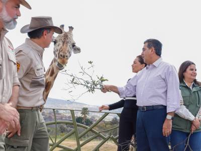 Puebla da bienvenida a jirafa &quot;Benito&quot;; Gobierno Estatal respalda causas animalistas, destaca Sergio Salomón