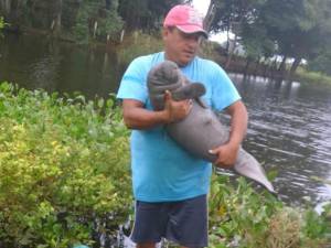 Mantíes rescatados durante años regresan a su hábitat