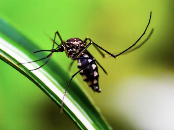 Continúa Izúcar de Matamoros con el mayor número de casos de dengue: Salud