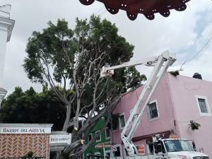 Retiran árbol del barrio del Artista que cayó por la fuerte lluvia