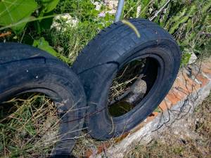 Reporta Salud ocho contagios por dengue en las últimas 24 horas