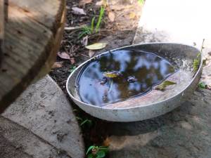 Coxcatlán, entre los municipios con más casos de dengue: Salud