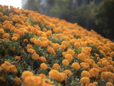 Generarán ventas de flor de cempasúchil derrama económica de 97 mdp