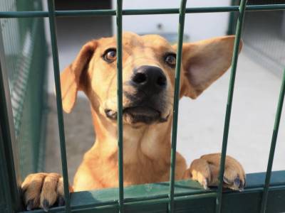 Puebla capital con la primera estancia del Bienestar Animal