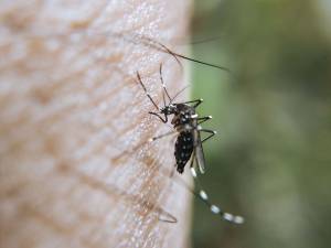 Reporta Salud 29 nuevos contagios por dengue en Puebla