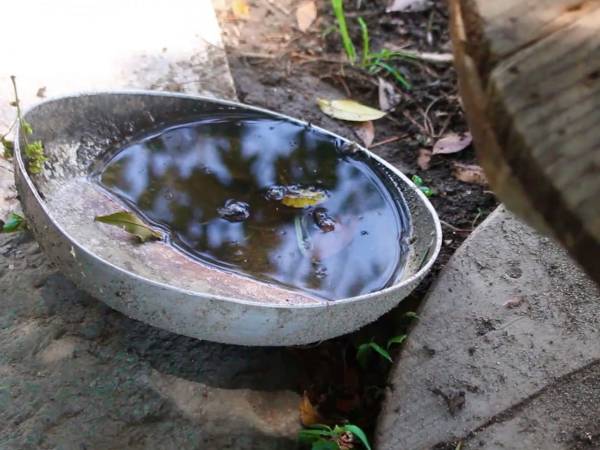 Atiende Salud a 14 personas hospitalizadas por dengue