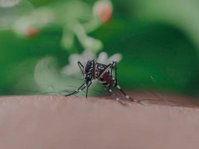 Sin hospitalizados por dengue en Puebla: Salud