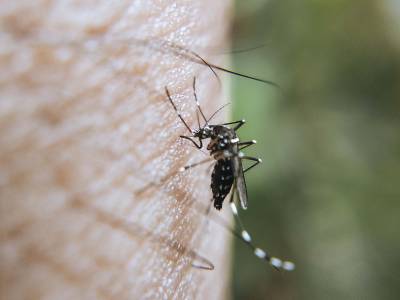 Sin defunciones ni contagios por dengue en las últimas 24 horas, reporta Salud