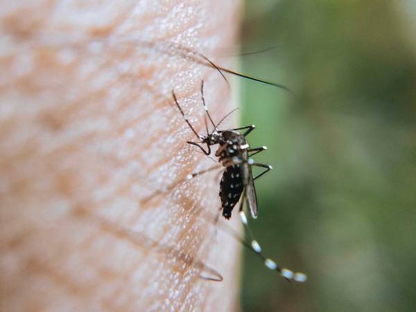 Permanecen dos personas hospitalizadas por dengue: Salud