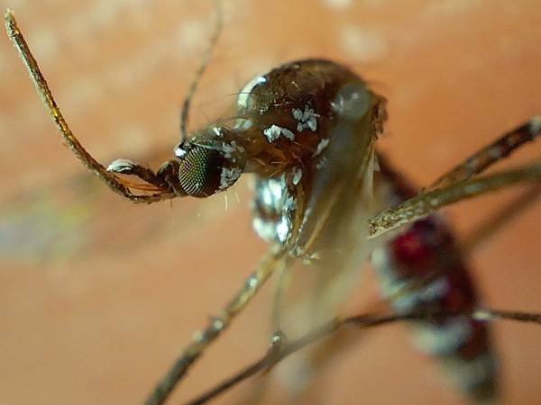 Acumula Puebla 4 mil 206 contagios por dengue en lo que va de 2024