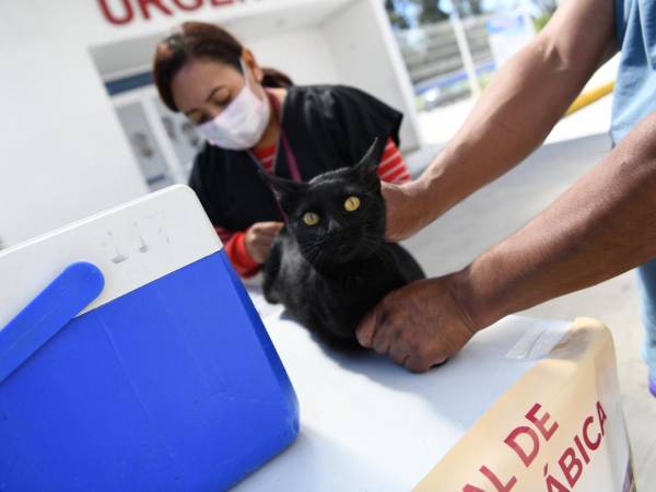 Inicia Salud Jornada Nacional de Vacunación Antirrábica Canina y Felina