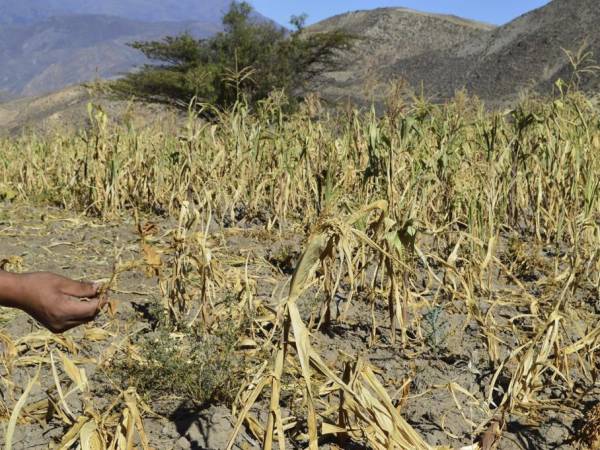Enciende sequía focos rojos para la producción de alimentos: UMFFAAC