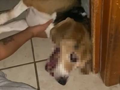 Denuncian en FGE envenenamiento masivo de perros y gatos en Lomas del Valle