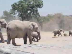 Adaptaron su comportamiento especies de Africam Safari durante el eclipse