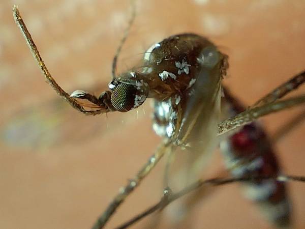 Reporta Salud 27 personas hospitalizadas por dengue