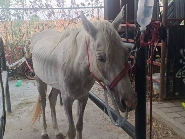 Rescata Centro de Adopción y Bienestar Animal a una yegua con signos de maltrato animal