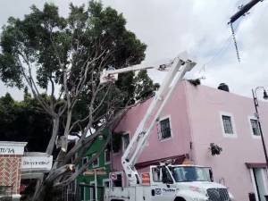 Árbol que se cayó en el barrio del Artista estaba sano: Myriam Arabian