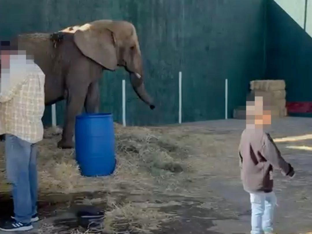 Negligencia de Semarnat pone en riesgo a elefanta Annie