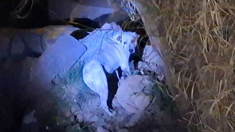 Centro de Bienestar Animal de Cuautlancingo logra rescatar a perrito caído en una zanja