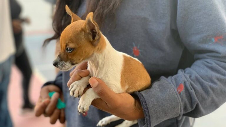 Jornada de Bienestar Animal beneficia a équidos de trabajo, perros y gatos en San Andrés Azumiatla
