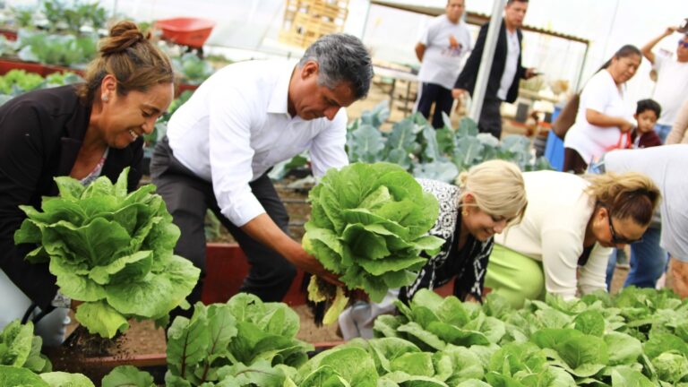 Dona Secretaría de Bienestar municipal lechugas cultivadas en huerto urbano rehabilitado
