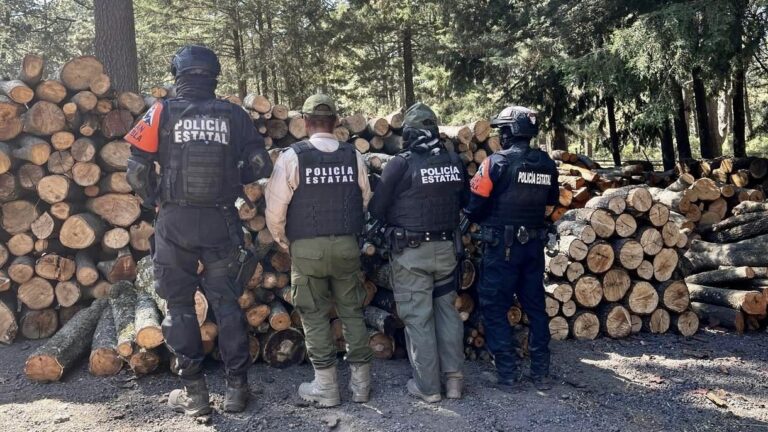 Puebla y Tlaxcala aseguran más de 200 troncos de madera ilegal en La Malinche