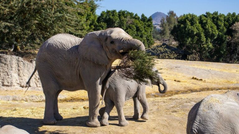 “Verde Navidad” alcanzó su meta: 5,000 árboles reciclados gracias a la ciudadanía