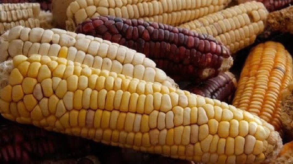 Sin maíz no hay país: Dignidad, identidad y defensa de lo nuestro