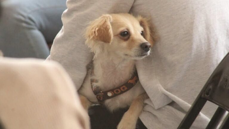 Gran Jornada de Bienestar Animal en San José Xilotzingo y Parque Centenario Laguna de Chapulco