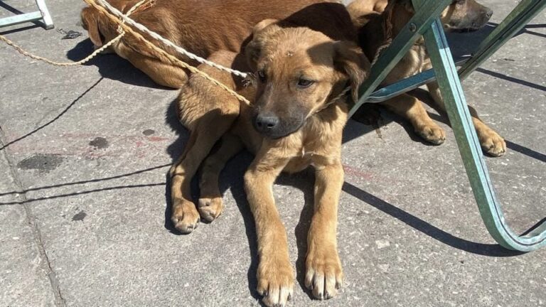 Realiza Gobierno de la Ciudad Jornada Integral de Atención Animal en San Miguel Canoa