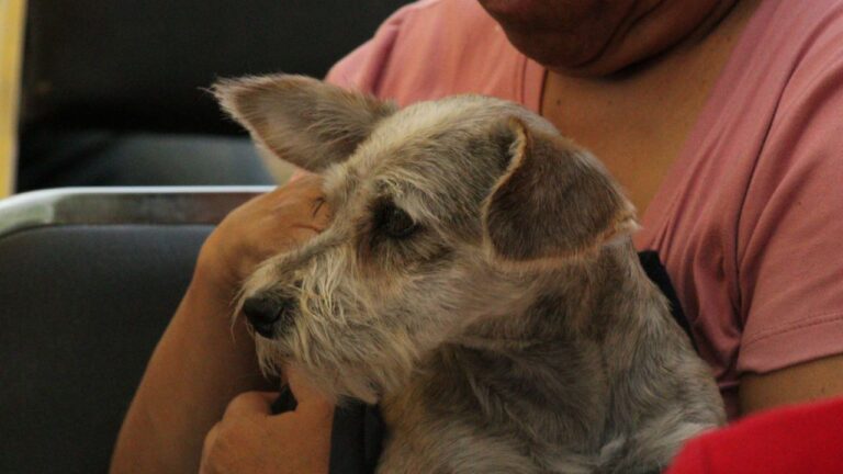 Promueven salud y cuidado animal en jornada organizada por el Gobierno de la Ciudad