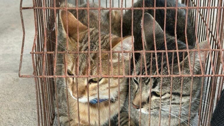 Sanciona Gobierno de la Ciudad a ciudadano por maltrato animal