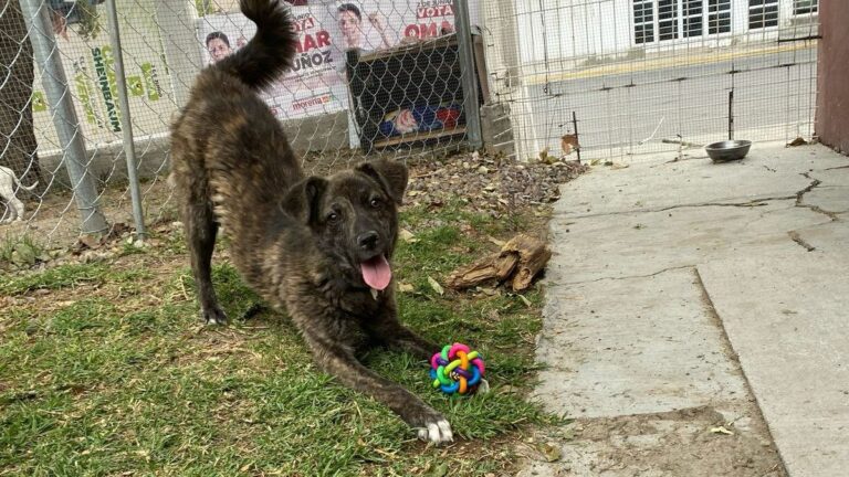Se logra la primera sanción administrativa en materia de bienestar animal en Cuautlancingo