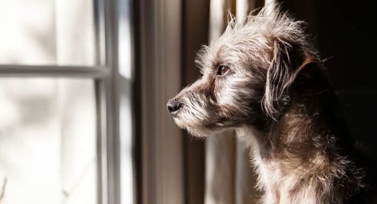 Cinco razones para adoptar un perro de raza única