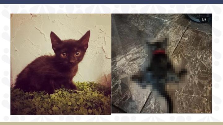 Obtuvo FGE la vinculación a proceso de probable responsable de crueldad animal en Huauchinango